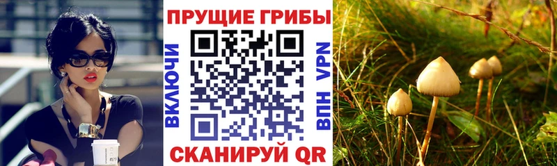 Галлюциногенные грибы Psilocybe  Ноябрьск 